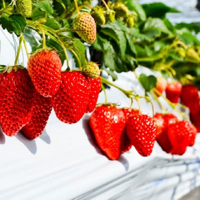 軽井沢農園パティスリーの完熟いちごタルト5号【配送不可地域：離島・北海道・沖縄県・中国・四国・九州】