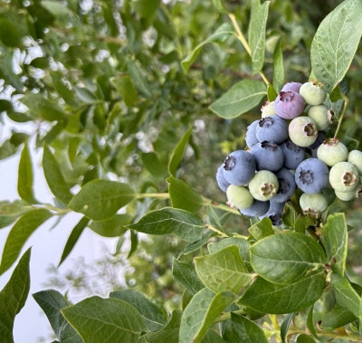 【2026年出荷分 先行予約】軽井沢高原の生ブルーベリー【1kg】【配送不可地域：離島】