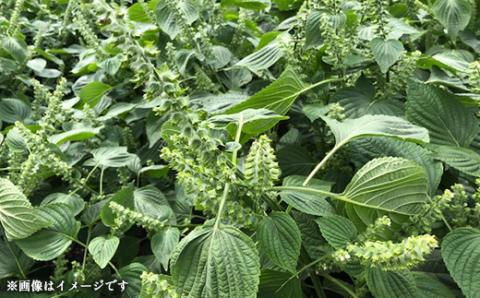 御代田町産えごま油2本セット【 荏胡麻油 調味料 】