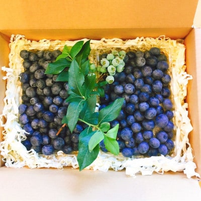 【2026年出荷分 先行予約】軽井沢高原の生ブルーベリー【1kg】【配送不可地域：離島】