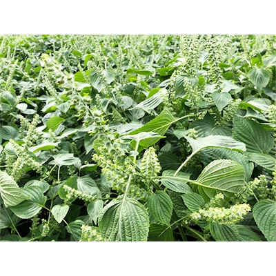 御代田町産えごまみそだれセット【 荏胡麻 味噌だれ  】