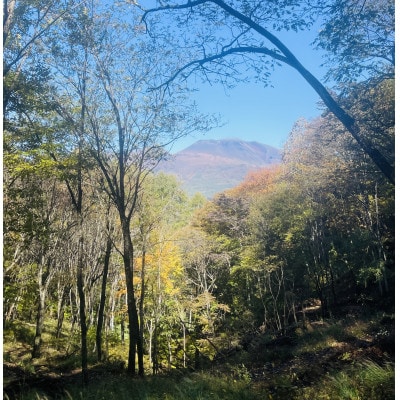 林業芸術社 乾燥薪(広葉樹約45cm /約50kg分/中割り～)【複数個口で配送】