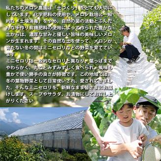 【令和7年度産先行受付】ミニセロリ　約4kg(5～8株)【配送不可地域：離島】