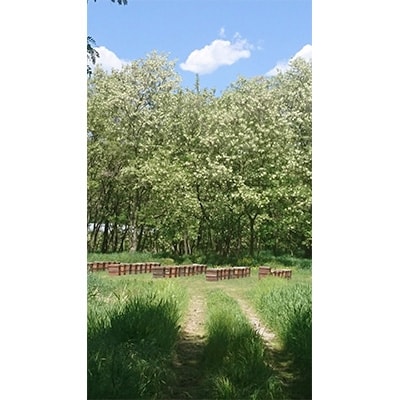 自家採取生ハチミツ【アカシア蜂蜜300g、りんご蜂蜜300g】セット