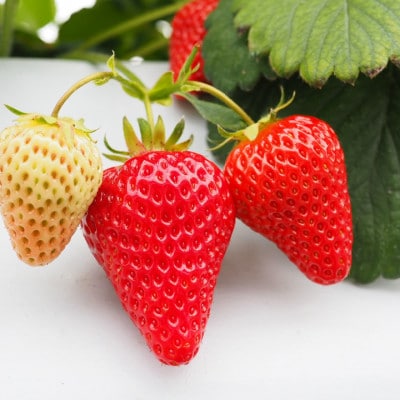 【先行受付】【冷蔵】軽井沢農園パティスリーから自慢の紅白いちごタルト　5号サイズ【配送不可地域：離島・北海道・沖縄県】