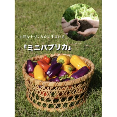 【令和8年度先行受付】高糖度ミニパプリカ　約1kg【配送不可地域：離島】
