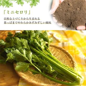 【令和7年度産先行受付】ミニセロリ　約4kg(5～8株)【配送不可地域：離島】