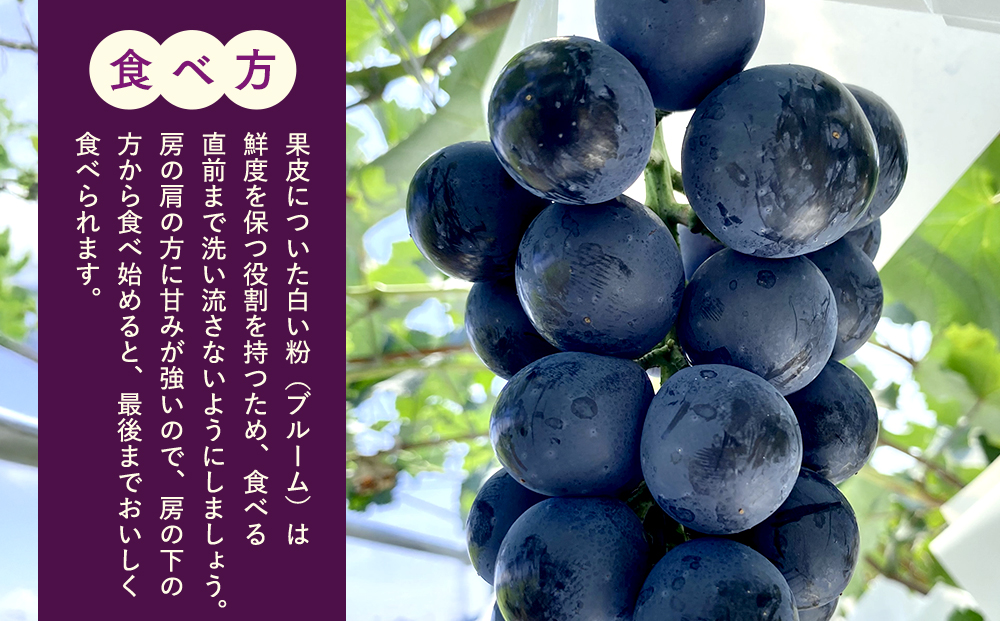 ナガノパープル(約1kg、2～3房)