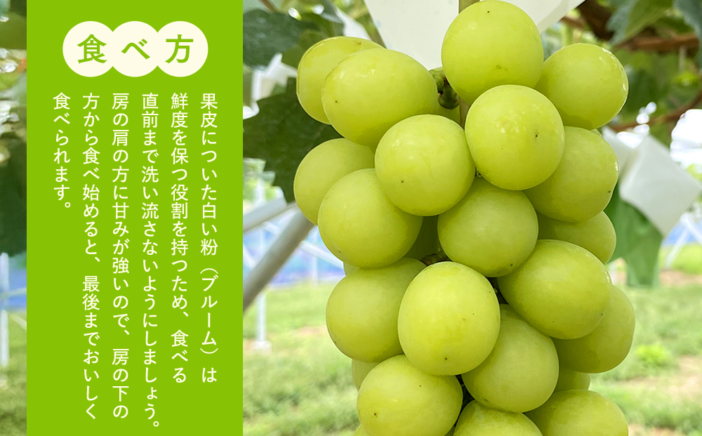 シャインマスカット(約1kg、2～3房)