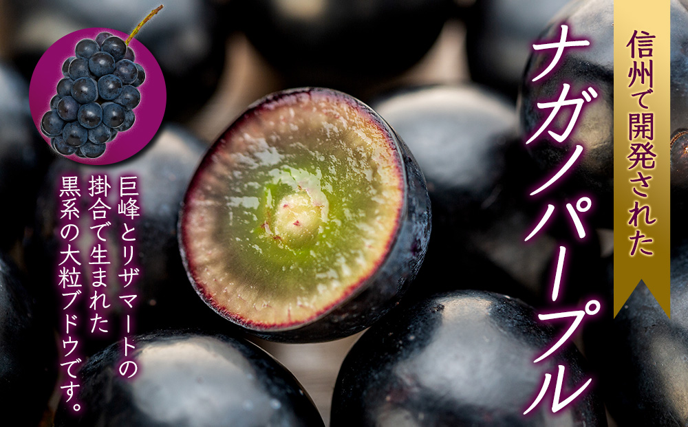 ぶどう ナガノパープル 2kg 3～5房 葡萄 ブドウ 長野パープル 果物 くだもの フルーツ 旬の果物 旬のフルーツ 信州 長野 長野県 ※着日指定不可 ※オンライン決済限定