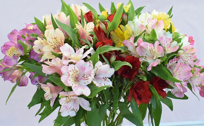 アルストロメリア花束