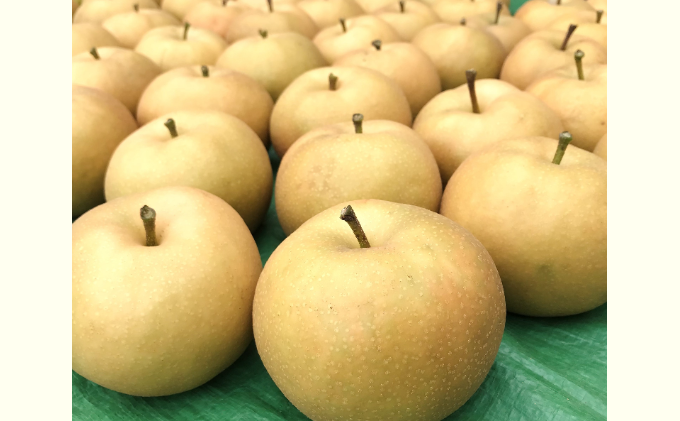 信州産 梨 安心安全の南水 約 3kg (8玉前後) フルーツ 果物 長野 長野県産 信州産 デザート おすすめ 特産 産地直送