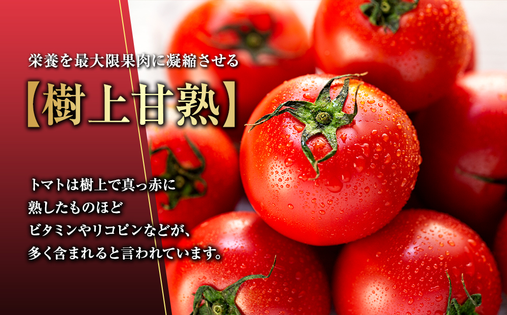 トマト フルーツトマト ルージュフルーツトマト 1kg 糖度8度以上 産地直送 厳選 樹上甘熟 長野県産 野菜 甘い コク 酸味  爽やか ビタミン ミネラル 栄養 リコピン 抗酸化力 美容 健康