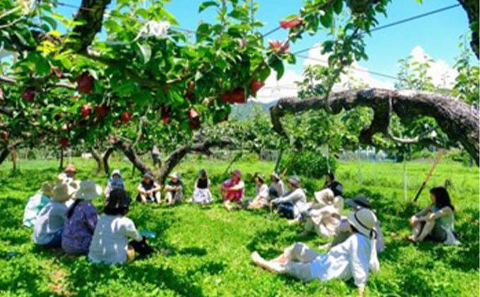 信州産 梨 二十世紀梨 約5kg（14玉前後） 先行予約 フルーツ 果物 長野 長野県産 信州産 デザート おすすめ 特産 産地直送