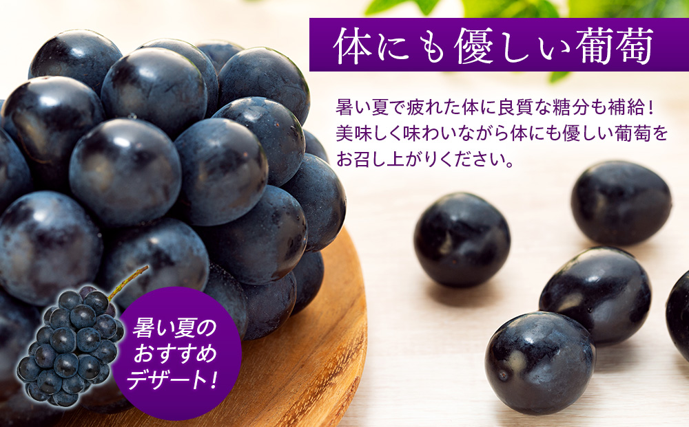 皮ごと食べられる黒葡萄 ナガノパープル約2kg ※クレジット限定 葡萄 ぶどう ブドウ 長野 フルーツ 果物 信州産 長野県産 特産 産地直送 おすすめ デザート