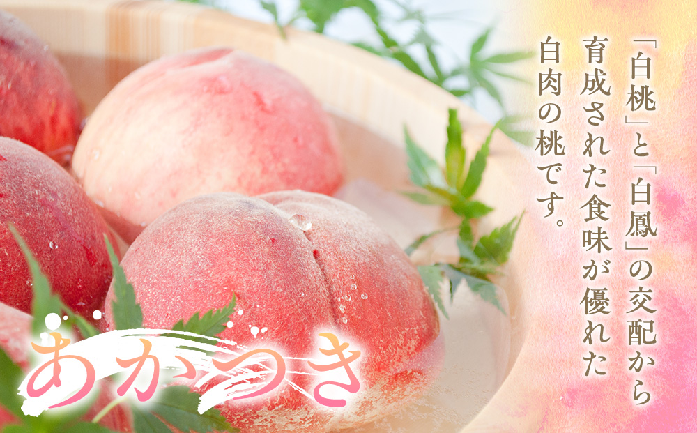 もも 3kg 11玉以上 信州のもも 桃 モモ 果物 くだもの フルーツ 旬の果物 旬のフルーツ 信州 あかつき 白桃 白根白桃 黄金桃 川中島白桃 信州 長野 長野県