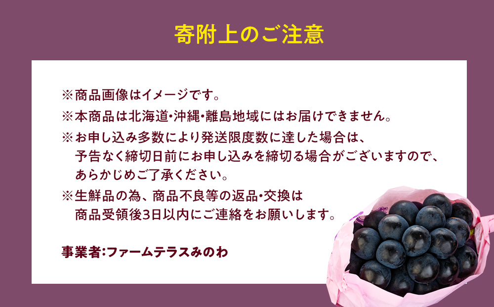 ぶどう ナガノパープル 2kg 葡萄 ブドウ 長野パープル 果物 くだもの フルーツ 旬の果物 旬のフルーツ 信州 長野 長野県