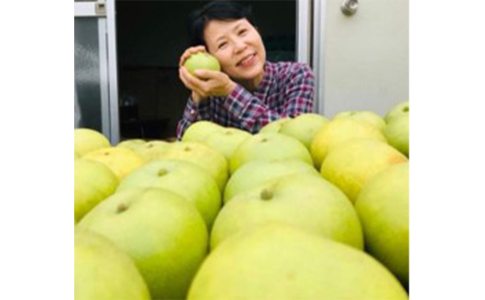 信州産 梨 二十世紀梨 約5kg（14玉前後） 先行予約 フルーツ 果物 長野 長野県産 信州産 デザート おすすめ 特産 産地直送