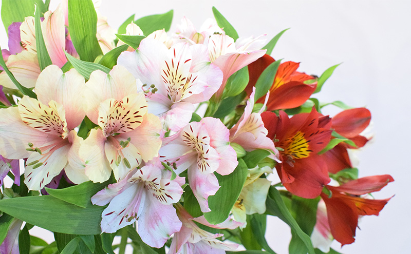 アルストロメリア花束