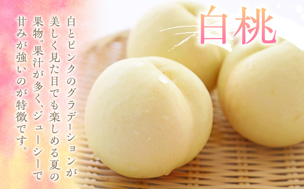 もも 3kg 11玉以上 信州のもも 桃 モモ 果物 くだもの フルーツ 旬の果物 旬のフルーツ 信州 あかつき 白桃 白根白桃 黄金桃 川中島白桃 信州 長野 長野県