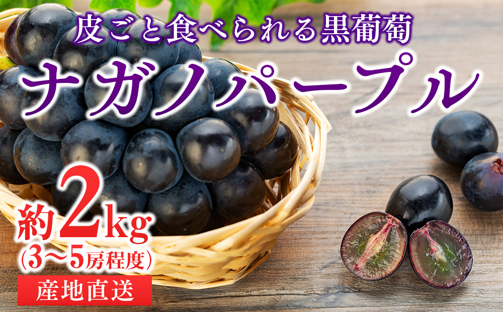 皮ごと食べられる黒葡萄 ナガノパープル約2kg ※クレジット限定 葡萄 ぶどう ブドウ 長野 フルーツ 果物 信州産 長野県産 特産 産地直送 おすすめ デザート