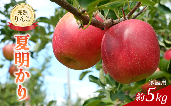 先行予約 りんご 夏明かり 5kg 2024年 令和6年発送 完熟りんご 不揃いで小玉だけど美味しいよ 林檎 リンゴ 果物 くだもの フルーツ 旬の果物 旬のフルーツ 家庭用 信州 長野 長野県