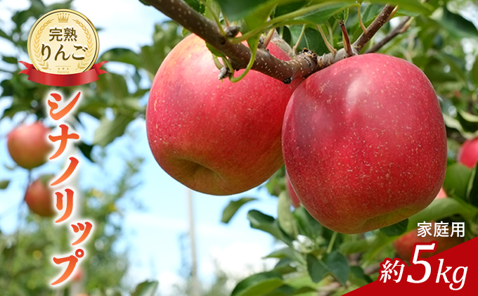 先行予約 りんご シナノリップ 約5kg 家庭用 2025年 令和7年発送 完熟りんご 外観は不揃いだけど美味しいよ 林檎 リンゴ 果物 くだもの フルーツ 旬の果物 旬のフルーツ 信州 長野 長野県