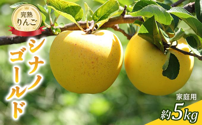 先行予約 りんご シナノゴールド 約5kg 家庭用 2025年 令和7年発送 完熟りんご・外観は不揃いだけど美味しいよ 果物 果物類 リンゴ 林檎 フルーツ 長野のりんご 信州産 長野県産 信州りんご デザート 食後