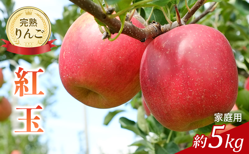 完熟りんご・外観は不揃いだけど美味しいよ 紅玉 約5キロ(家使い)果物 くだもの フルーツ 林檎 リンゴ 旬の果物 旬のフルーツ 家庭用 信州 長野 長野県