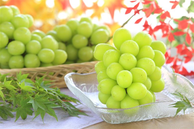 JA11-26A 【先行予約】ぶどう シャインマスカット 約2kg / 2026年9月中旬～10月中旬頃 配送 // 長野県 南信州 シャイン マスカット 種無し 大粒 甘い 葡萄 人気 新鮮 厳選 贈答