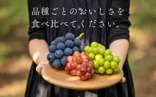 TK05-26A 【先行予約】 ぶどう3種セット プレミアムスリー（ナガノパープル／シャインマスカット／クイーンルージュ®） 約1.5kg（3房） ／ 2026年9月中旬～下旬頃 配送予定 // ぶどう 葡萄 食べ比べ 長野県 南信州 詰め合わせ 種なし 皮ごと パープル マスカット シャイン ルージュ クイーン