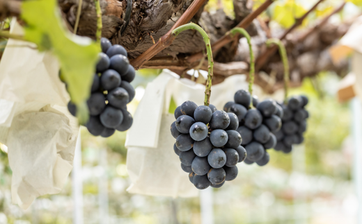 TK07-26A 【先行予約】ぶどう ナガノパープル 約2kg ／2026年9月上旬～中旬頃 配送予定 // 贈答 長野県 南信州 ぶどう 葡萄 ナガノ パープル 種なし 皮ごと 果物 フルーツ