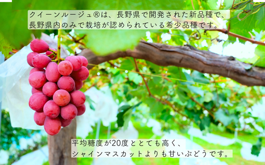 TK08-26A 【先行予約】 ぶどう クイーンルージュ® 約2kg ／ 2026年9月下旬～10月頃 配送予定 // 長野県 南信州 葡萄 ぶどう 新鮮 種なし 希少 甘い ルージュ クインルージュ