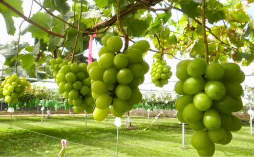 TK09-26A 【特別先行予約】ぶどう シャインマスカット 約1kg ／2026年9月中旬～10月初旬頃 配送予定 // 贈答 長野県 南信州 シャインマスカット マスカット 種なし 皮ごと ぶどう 葡萄 果物 フルーツ