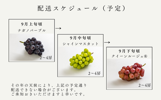 TK15-26A 【先行予約】 ぶどうの定期便（ナガノパープル／シャインマスカット／クイーンルージュ🄬） 約1.5kg × 3回 ／ 2026年9月上旬～10月頃 配送予定 // 長野県 南信州 種なし 皮ごと 定期便 食べ比べ 贈答 ギフト 新鮮 希少