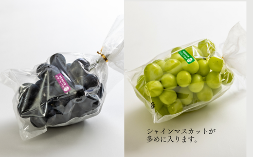 TK16-26A 【先行予約】 ぶどう2種セット （ナガノパープル・シャインマスカット） 約2kg ／ 2026年9月中旬～10月上旬頃 配送予定 // 長野県 南信州 種なし 葡萄 セット ナガノパープル シャイン マスカット 高品質 贈答 ギフト お取り寄せ