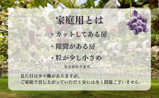 TK18-26A 【先行予約】 ぶどう ナガノパープル 家庭用 約1kg ／ 2026年9月上旬～中旬頃 配送予定 // 種なし 皮ごと 南信州 長野県 オリジナル品種 稀少 人気 自家用 訳あり お試し