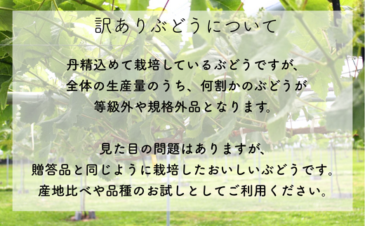 TK19-26A 【先行予約】ぶどう シャインマスカット 【家庭用】 約1kg ／2026年9月中旬～10月初旬頃 配送予定 // 長野県 松川町産 南信州 葡萄 ブドウ 種なし 高品質 2～4房 高糖度 高地栽培 シャインマスカット お試し 訳あり