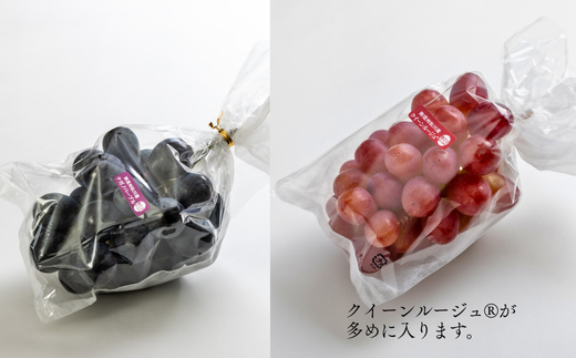 TK31-26A 【先行予約】 ぶどう2種セット （ナガノパープル・クイーンルージュ®） 約2kg ／ 2026年9月中旬～10月中旬頃 配送予定 // 長野県 南信州 種なし 葡萄 セット ナガノパープル クイーンルージュ 高品質 贈答 ギフト お取り寄せ 詰め合わせ