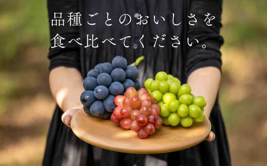 TK32-26A 【先行予約】 ぶどう3種セット 【家庭用】 （ナガノパープル／シャインマスカット／クイーンルージュ®） 約1.5kg ／ 2026年9月初旬～10月頃 配送予定 // ぶどう 葡萄 3種セット 食べ比べ 長野県 信州 詰め合わせ 家庭用 訳あり 種なし パープル シャイン マスカット ルージュ