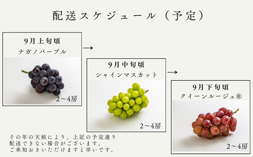 TK33-26A 【先行予約】 ぶどうの定期便 【家庭用】 （ナガノパープル／シャインマスカット／クイーンルージュ🄬） 約1.5kg×3回 ／ 2026年9月上旬～10月頃 配送予定 // 長野県 南信州 種なし 皮ごと 定期便 食べ比べ ギフト 新鮮 希少 家庭用 訳あり パープル シャイン マスカット ルージュ クイーン