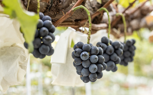 TK34-26A 【先行予約】ぶどう ナガノパープル 約1kg ／2026年9月上旬～中旬頃 配送予定 // 贈答 長野県 南信州 ぶどう 葡萄 ナガノ パープル 種なし 皮ごと 果物 フルーツ