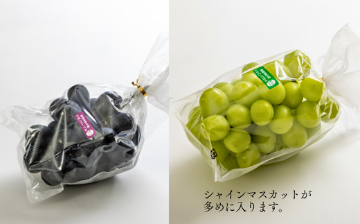 TK35-26A 【先行予約】【家庭用】 ぶどう2種セット （ナガノパープル・シャインマスカット） 約2kg ／ 2026年9月中旬～10月上旬頃 配送予定 // 長野県 南信州 種なし 葡萄 セット ナガノパープル シャイン マスカット お試し 訳あり お取り寄せ