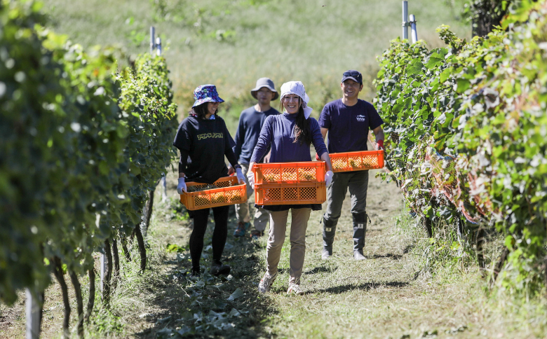 VI04-25F VinVieワイン 赤白2本セット（750ml×2本）｜長野県 南信州 日本ワイン 赤ワイン カベルネ メルロー 白ワイン ナイアガラ