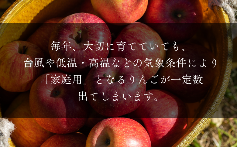 KR20-25A 【年内配送】りんご サンふじ  家庭用（大玉）約5kg / 11月下旬頃～配送予定 ｜ 南信州産 長野県 りんご サンふじ 約5kg