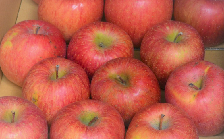 AS13-25A りんご サンふじ 越年自家用（松川町産）約10kg ／2026年1月中旬～2月中旬頃配送予定