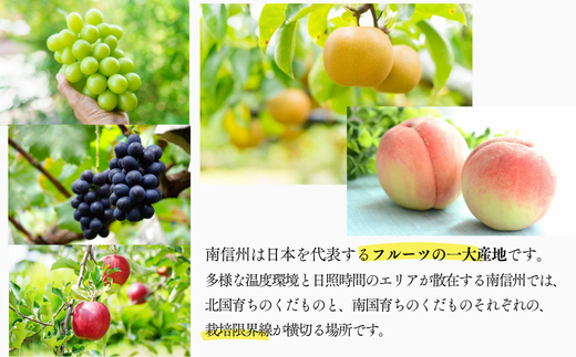 JA03-26A【先行予約】桃 あかつき 約5kg／2026年7月下旬～8月上旬頃 配送予定 // 贈答 センサ ー選別 糖度センサー 桃 もも 果物 フルーツ ギフト あかつき 太鼓判 優糖生