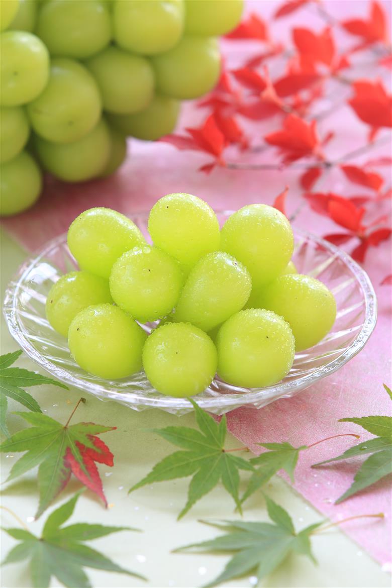 JA11-26A 【先行予約】ぶどう シャインマスカット 約2kg / 2026年9月中旬～10月中旬頃 配送 // 長野県 南信州 シャイン マスカット 種無し 大粒 甘い 葡萄 人気 新鮮 厳選 贈答