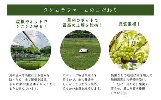 TK13-26A 【先行受付】 ぶどう クイーンルージュ® 約1kg ／ 2026年9月下旬～10月頃 配送予定 // 長野県 南信州 葡萄 ぶどう 新鮮 種なし 希少 甘い ルージュ クインルージュ