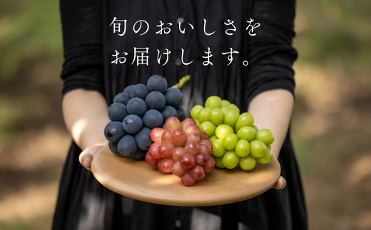 TK15-26A 【先行予約】 ぶどうの定期便（ナガノパープル／シャインマスカット／クイーンルージュ🄬） 約1.5kg × 3回 ／ 2026年9月上旬～10月頃 配送予定 // 長野県 南信州 種なし 皮ごと 定期便 食べ比べ 贈答 ギフト 新鮮 希少